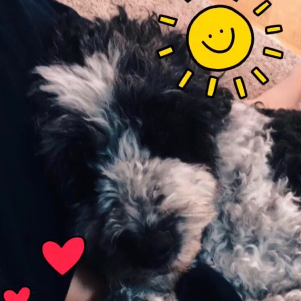 Meet your Posher, Ava